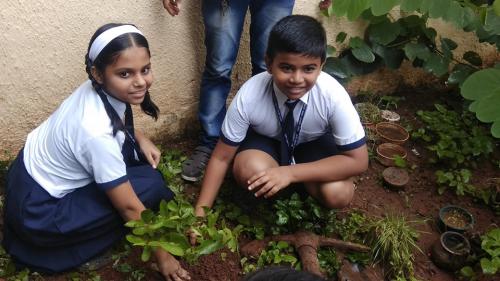 Tree Plantation Drive